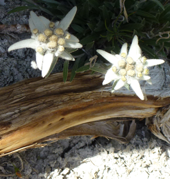 edelweiss